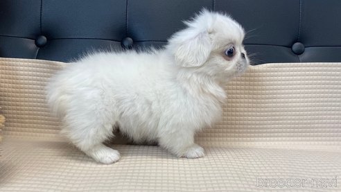 成約済の兵庫県のペキニーズ-327017の3枚目